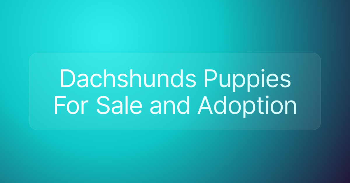 Dachshunds Puppies For Sale and Adoption